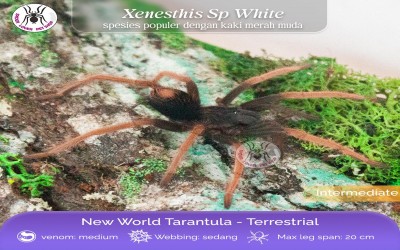 Xenesthis Sp White Juvie Tarantula